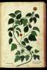  Fol. 320 

K
Hedera Baccis croceis
Hedera Dionysia arborea
Hedera mas Plin: